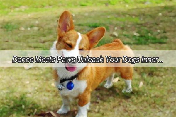 Dance Meets Paws Unleash Your Dogs Inner Dancer with These Simple Steps